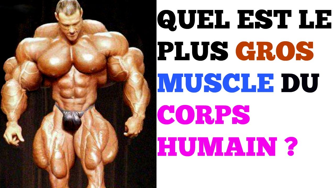 Quel est le plus gros muscle du corps humain ?