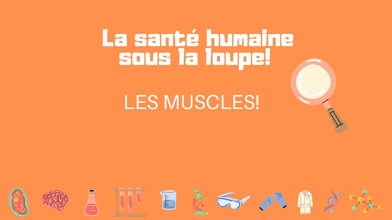 Les muscles !