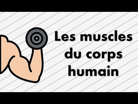 Les muscles du corps humain 💪