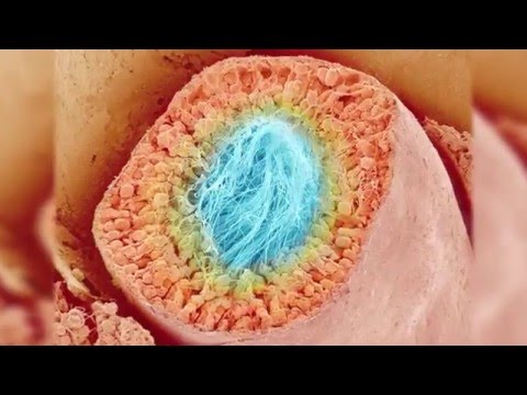 Au coeur des organes : Le fonctionnement du testicule