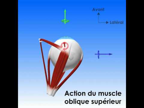 Oculomotricité : champs d'action des muscles