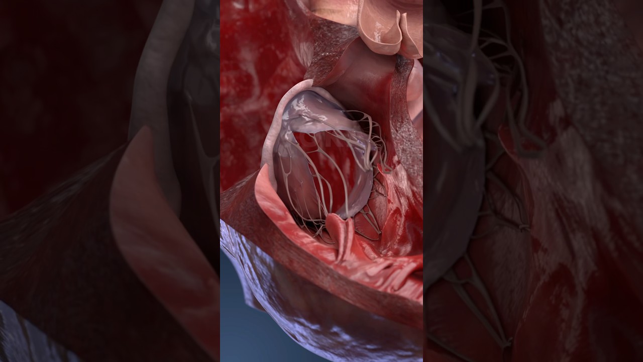 À l'intérieur de votre cœur : découvrez son mouvement en 3D #3danatomie