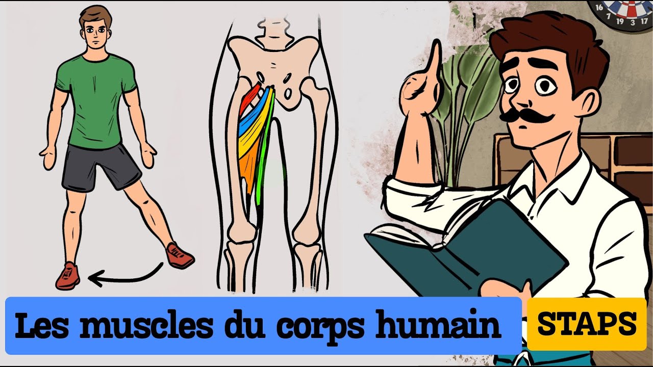 STAPS : Les muscles du corps humain et leurs fonctions