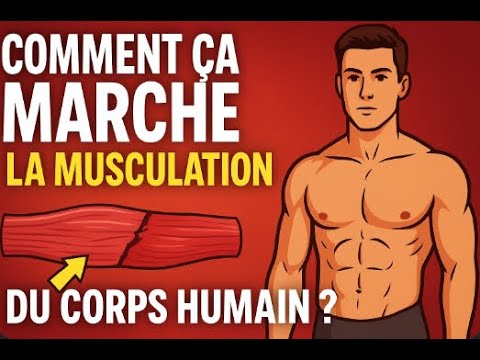 Comment ça marche : la musculation du corps humain ? (Hypertrophie musculaire expliquée simplement)