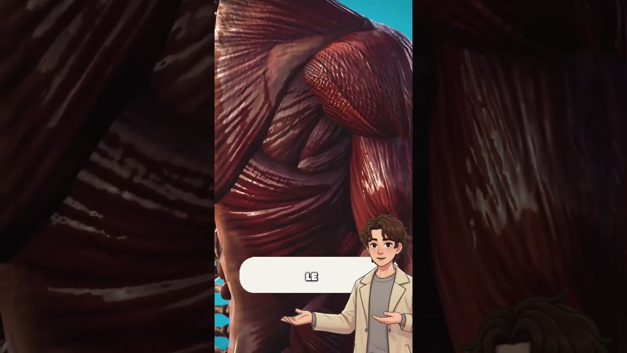 Quel est réellement le muscle le plus fort du corps humain ? (La réponse va vous surprendre)