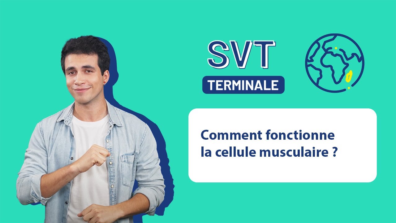 SVT Terminale - Comment fonctionne la cellule musculaire ?