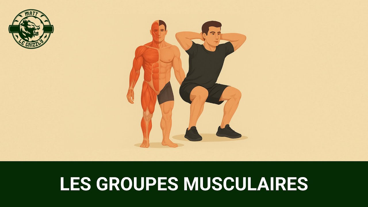 LES GROUPES MUSCULAIRES