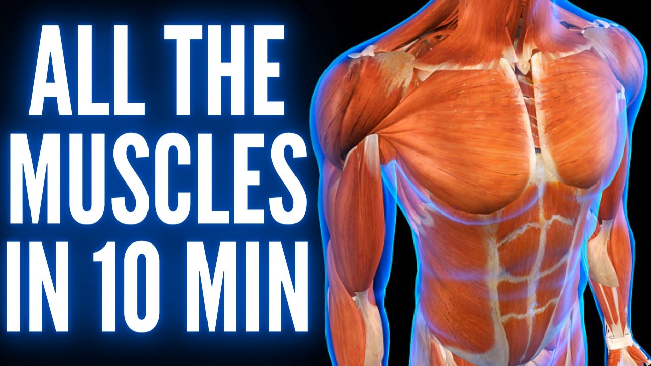 ALL THE MUSCLES OF THE HUMAN BODY IN 10 MIN