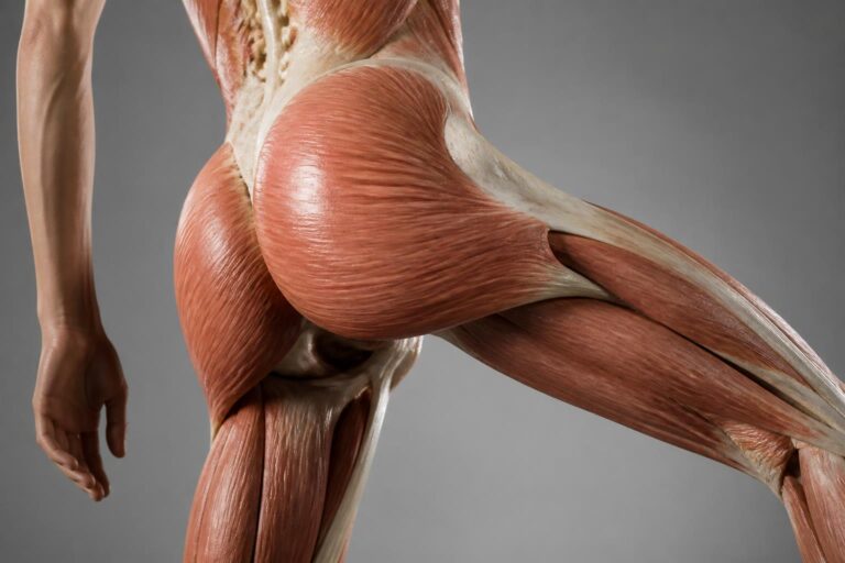 Quel est le muscle le plus grand du corps humain et à quoi sert-il