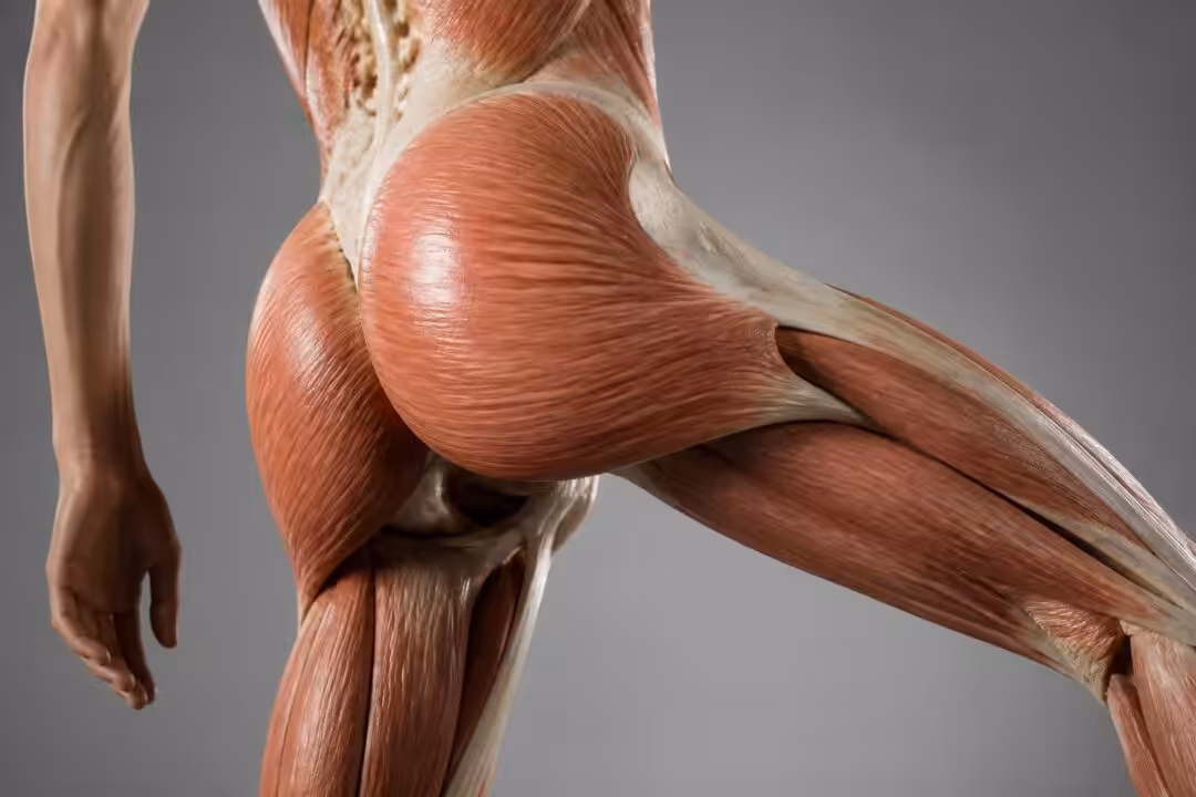 découvrez quel est le muscle le plus grand du corps humain et comprenez ses fonctions essentielles pour le mouvement et la posture.